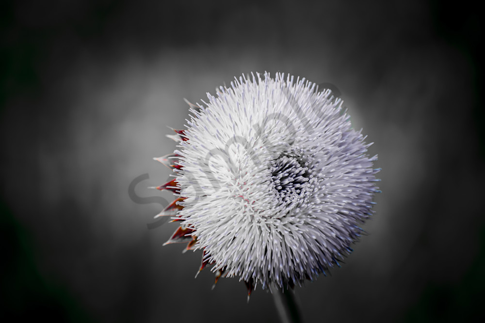 June 2025 141 Photography Art | Photos By Regan