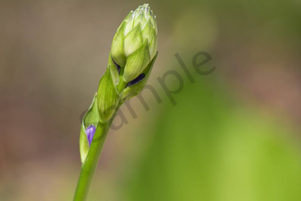 June 2025 260 Photography Art | Photos By Regan