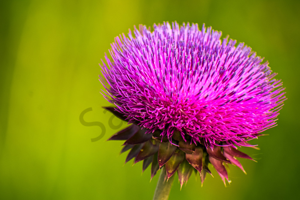 June 2025 149 Photography Art | Photos By Regan