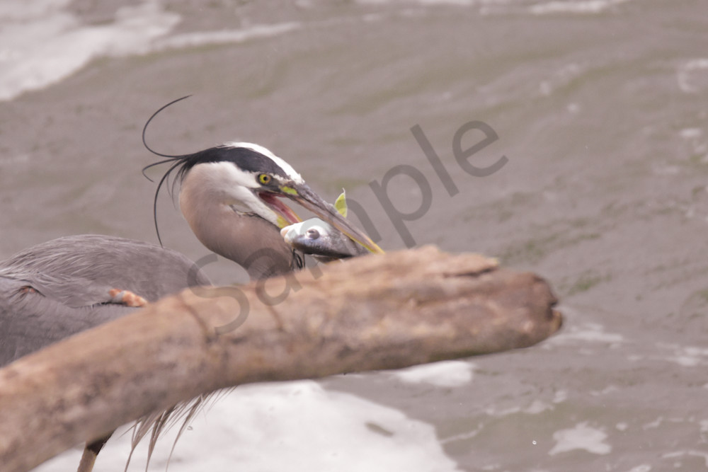 June 2025 278 Photography Art | Photos By Regan