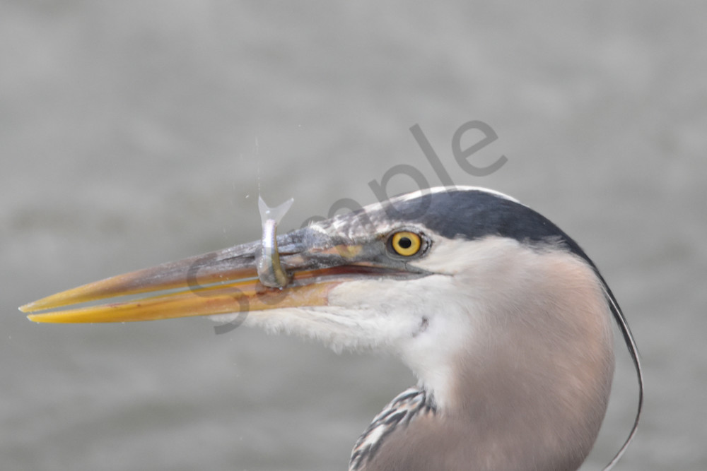 June 2025 335 Photography Art | Photos By Regan