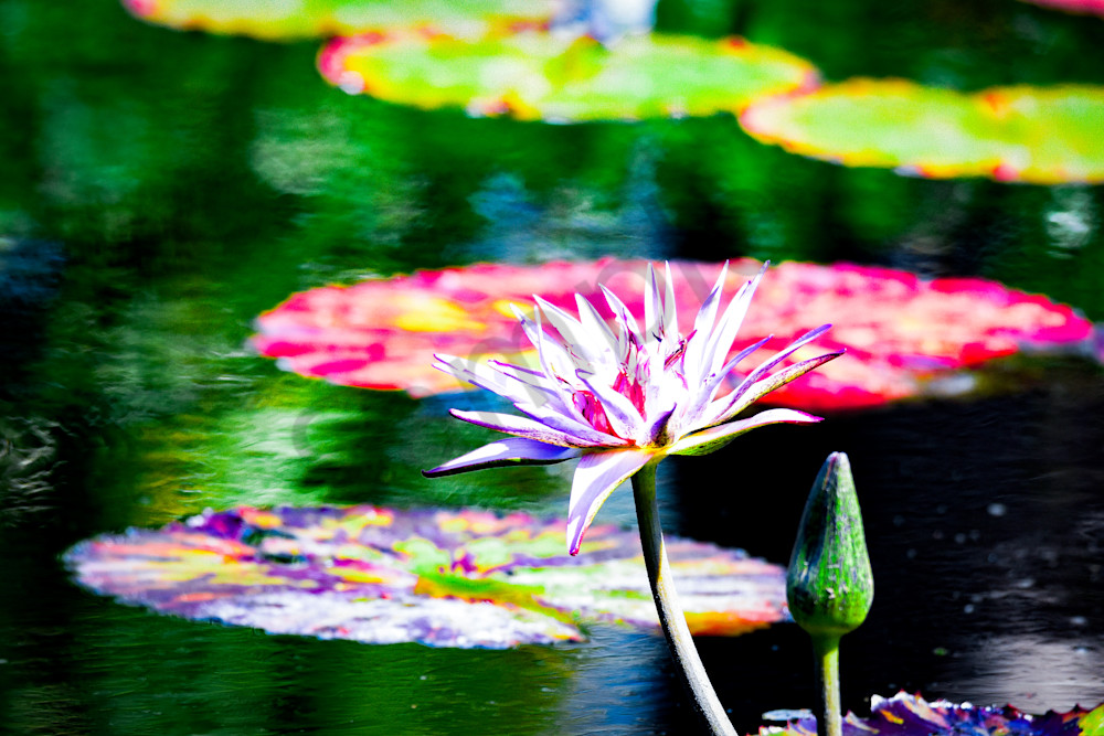 March 2024 553 Photography Art | Photos By Regan