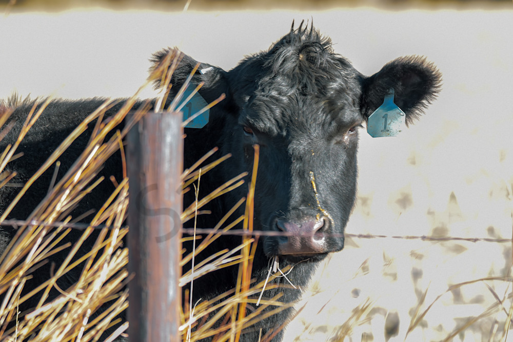 March 2024 797 Photography Art | Photos By Regan