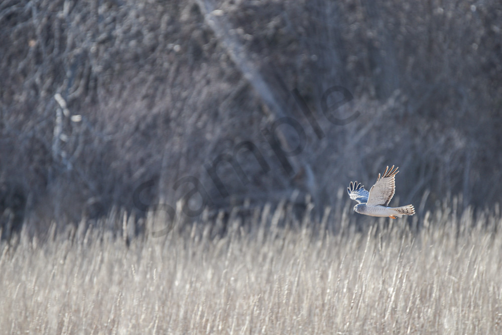 March 2024 801 Photography Art | Photos By Regan