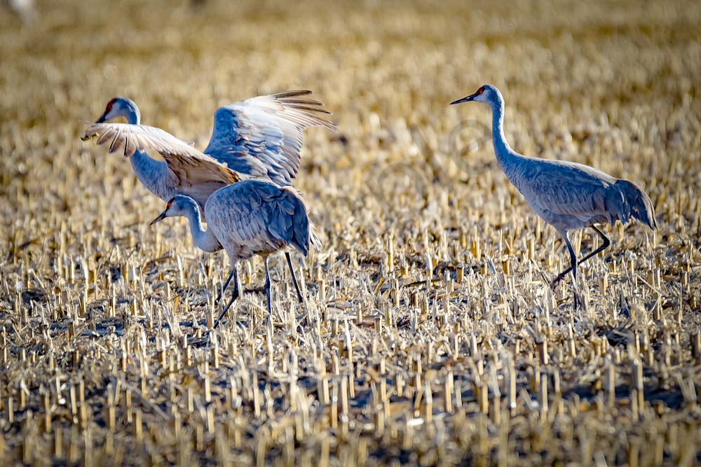 March 2024 804 Photography Art | Photos By Regan