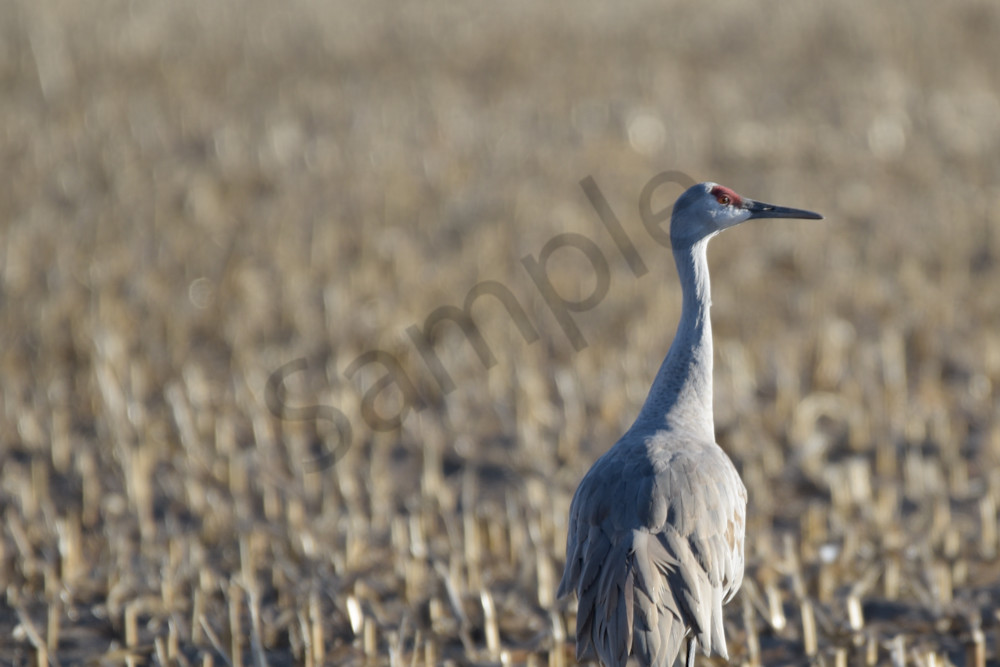 March 2024 805 Photography Art | Photos By Regan