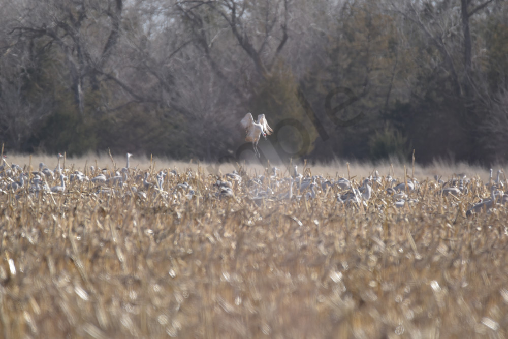 March 2024 894 Photography Art | Photos By Regan