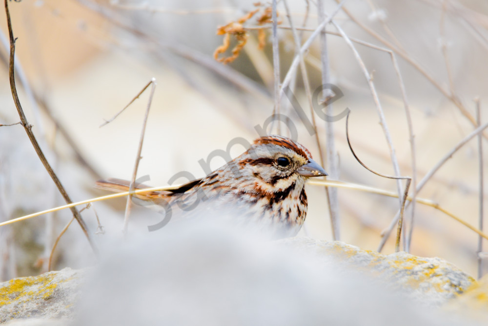 March 2025 30 Photography Art | Photos By Regan