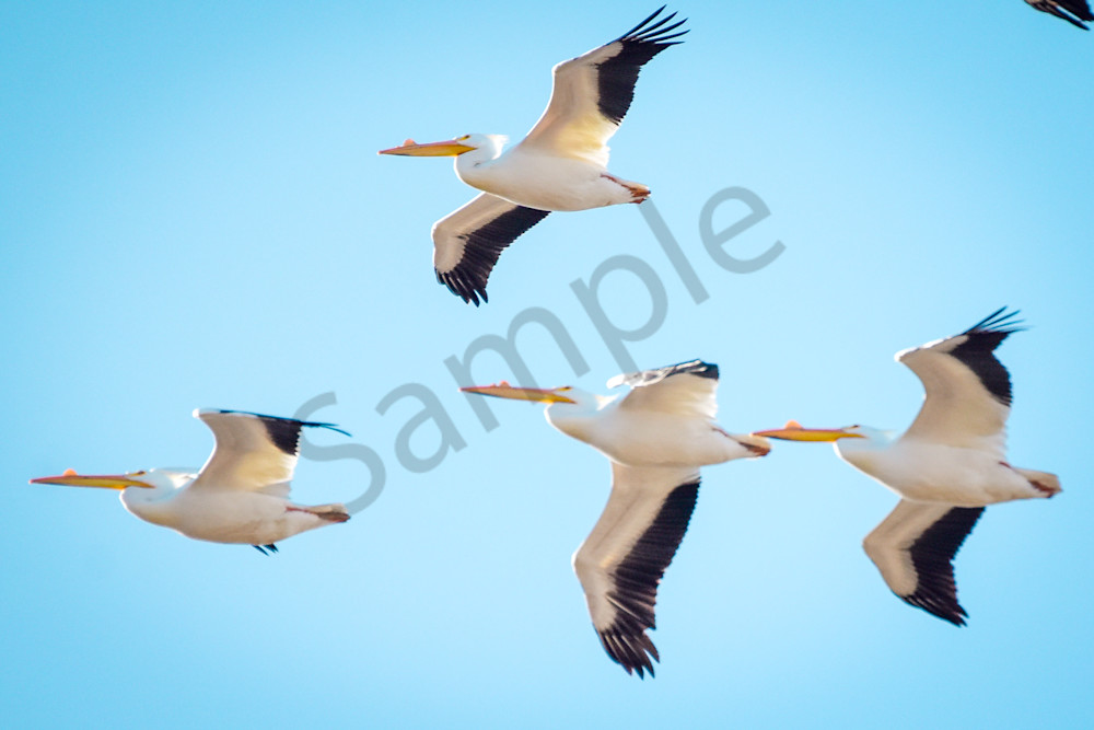 March 2025 138 Photography Art | Photos By Regan