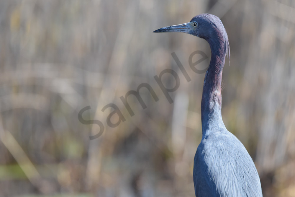 March 2025 304 Photography Art | Photos By Regan