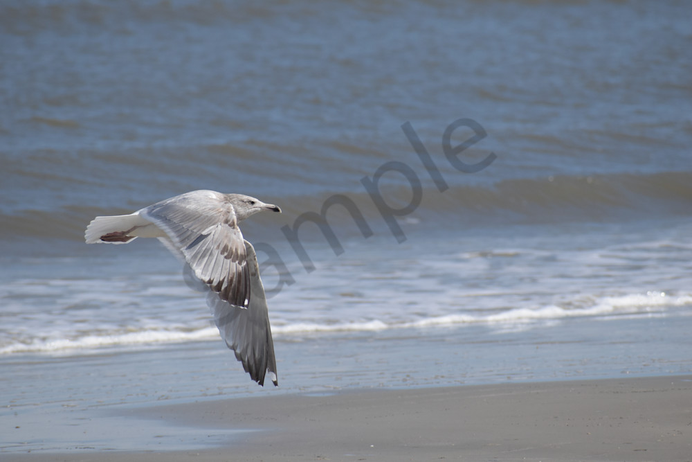 March 2025 385 Photography Art | Photos By Regan