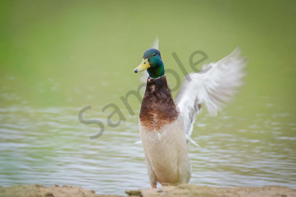 May 2024 114 Photography Art | Photos By Regan