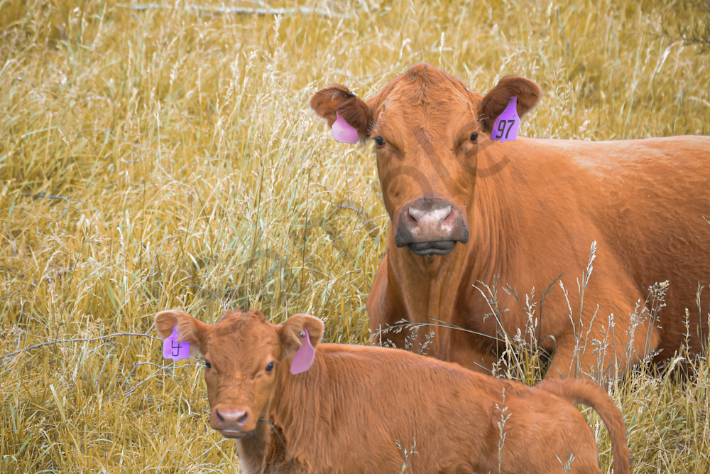 May 2024 91 Photography Art | Photos By Regan