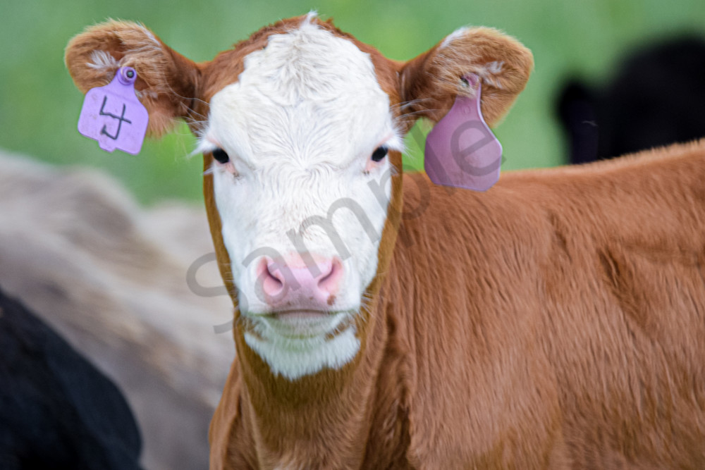 May 2024 89 Photography Art | Photos By Regan