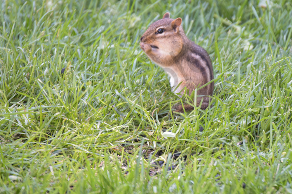 May 2024 138 Photography Art | Photos By Regan