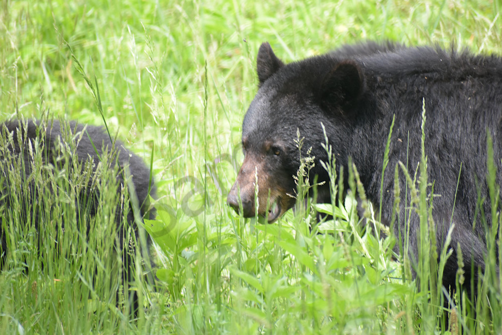 May 2024 201 Photography Art | Photos By Regan