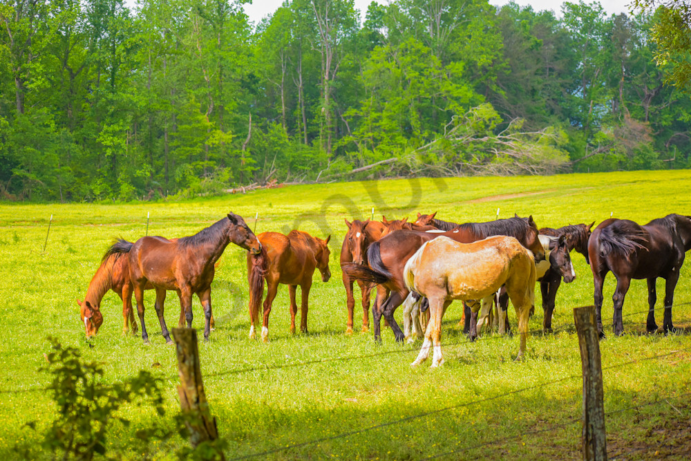 May 2024 259 Photography Art | Photos By Regan