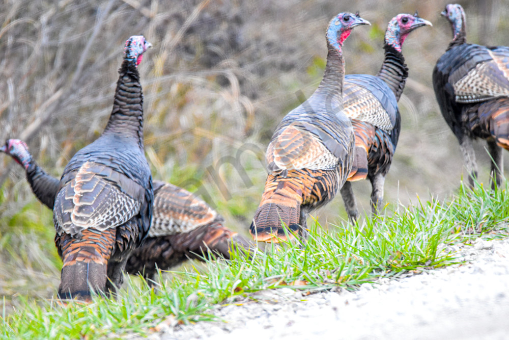 November 2024 144 Photography Art | Photos By Regan