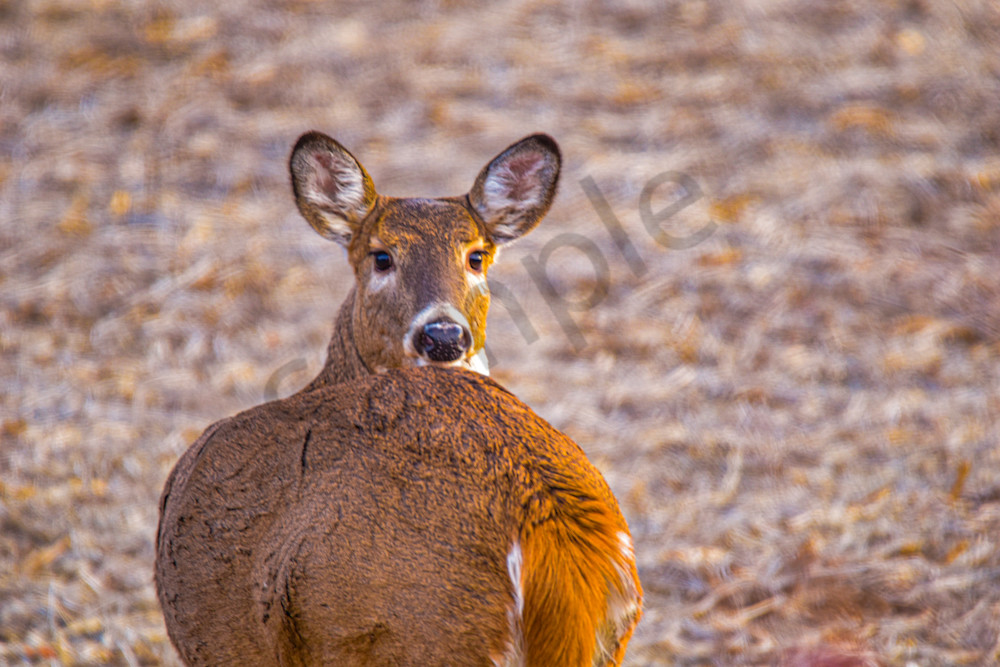 November 2024 337 Photography Art | Photos By Regan