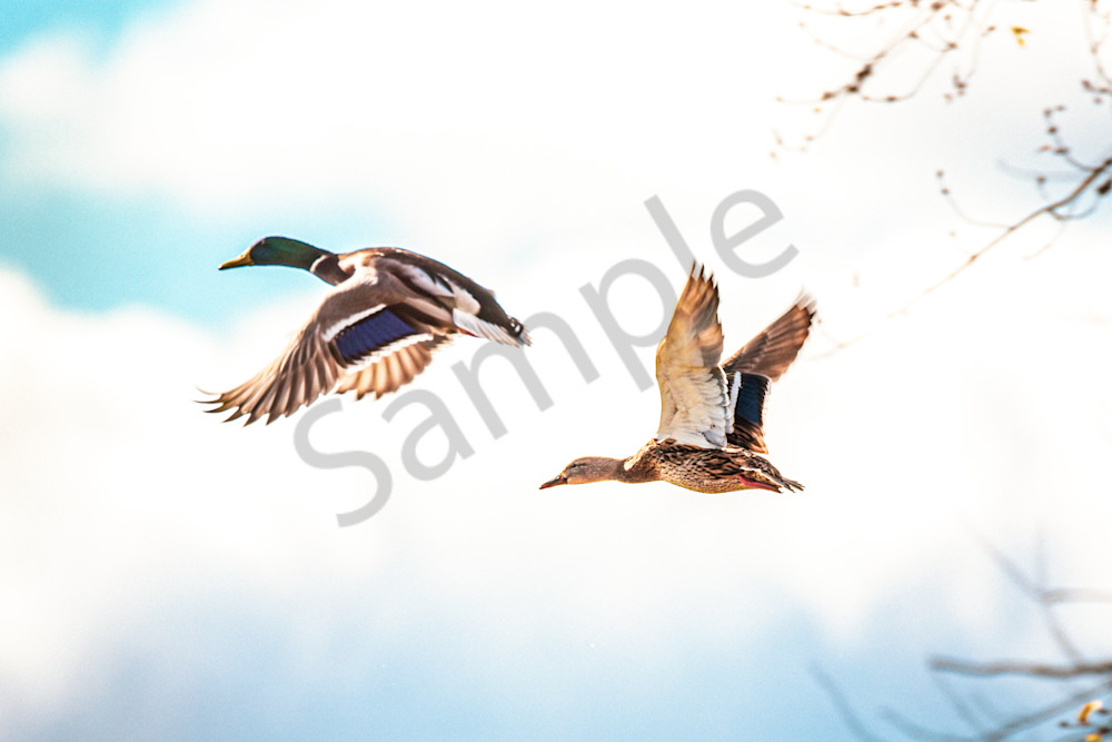 November 2024 385 Photography Art | Photos By Regan