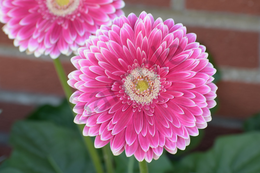 November 2024 435 Photography Art | Photos By Regan