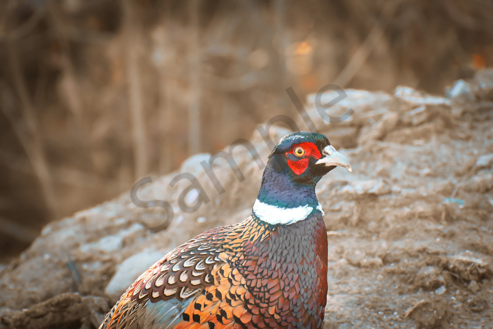 November 2025 125 Photography Art | Photos By Regan