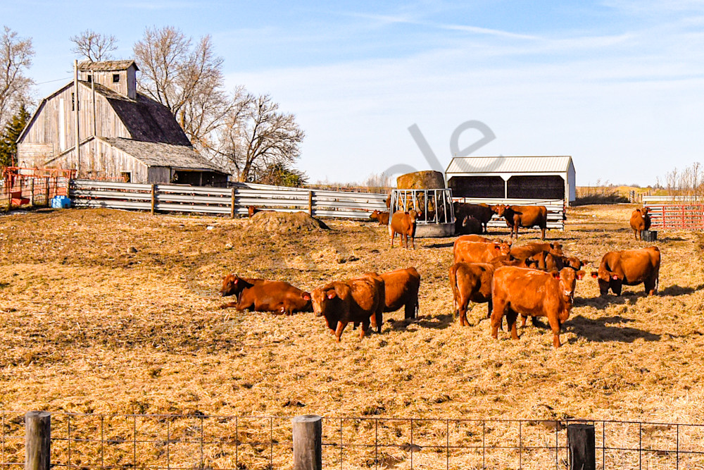 November 2025 144 Photography Art | Photos By Regan