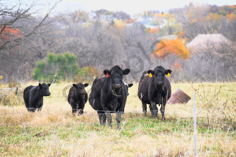 November 2025 215 Photography Art | Photos By Regan