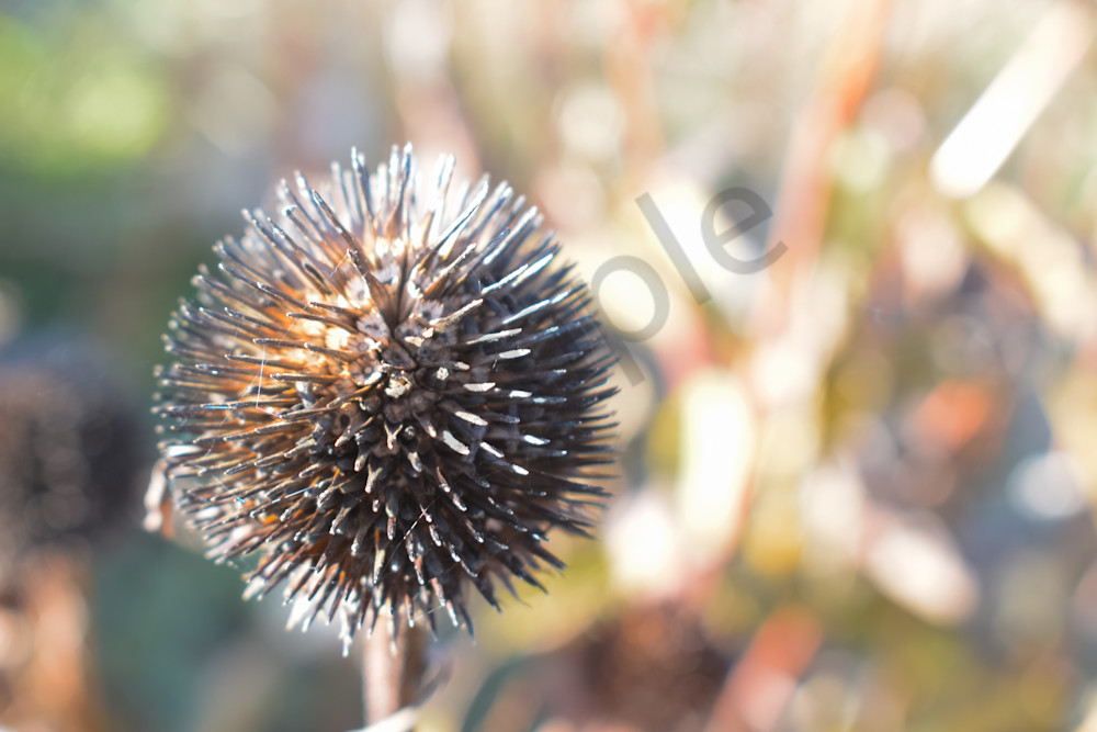 October 2024 223 Photography Art | Photos By Regan