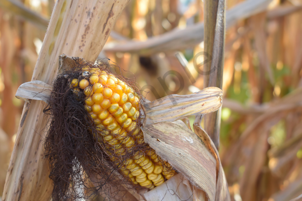 October 2024 273 Photography Art | Photos By Regan