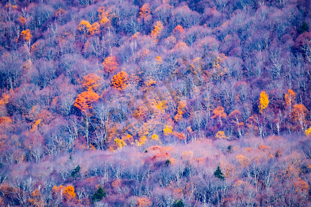 October 2024 320 Photography Art | Photos By Regan