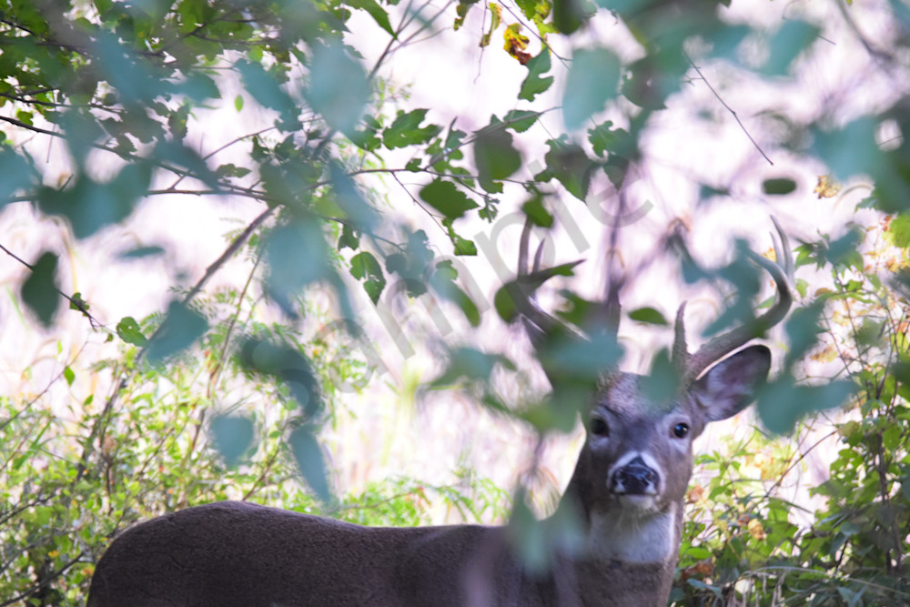 October 2024 930 Photography Art | Photos By Regan