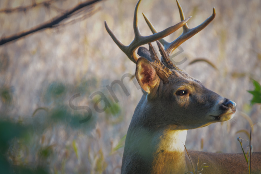 October 2024 968 Photography Art | Photos By Regan