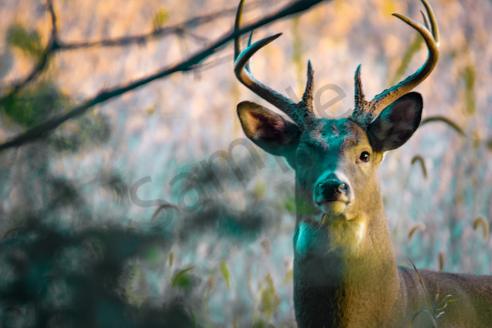 October 2024 975 Photography Art | Photos By Regan