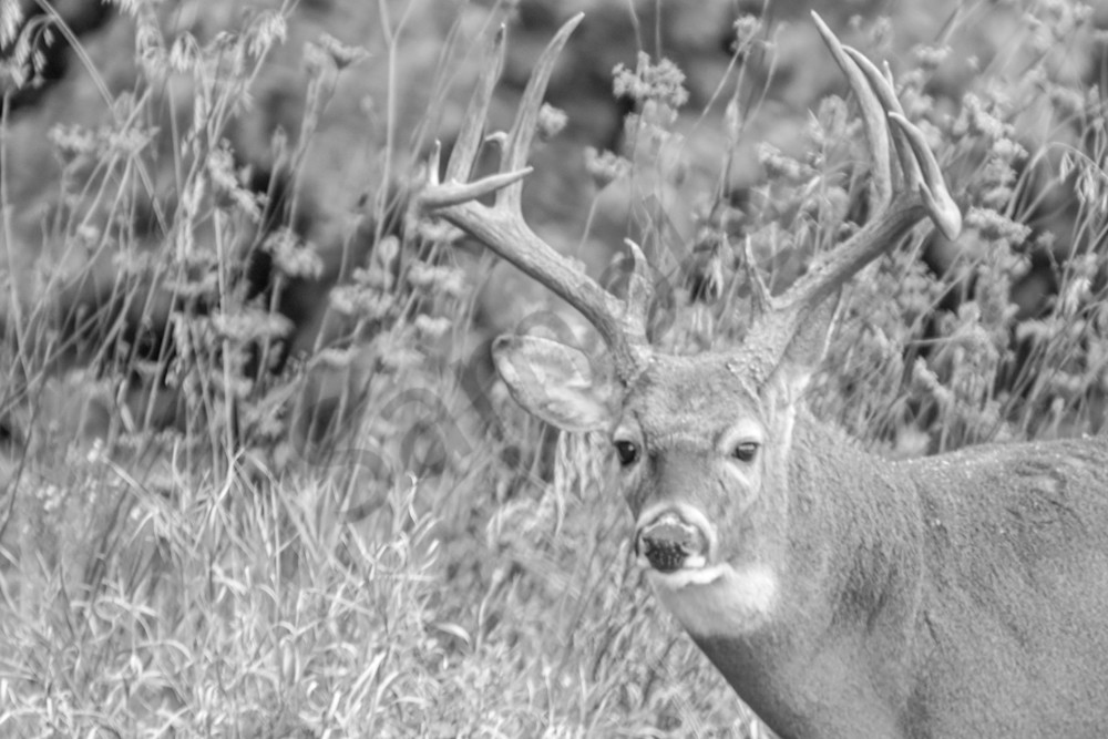 October 2024 1206 Photography Art | Photos By Regan