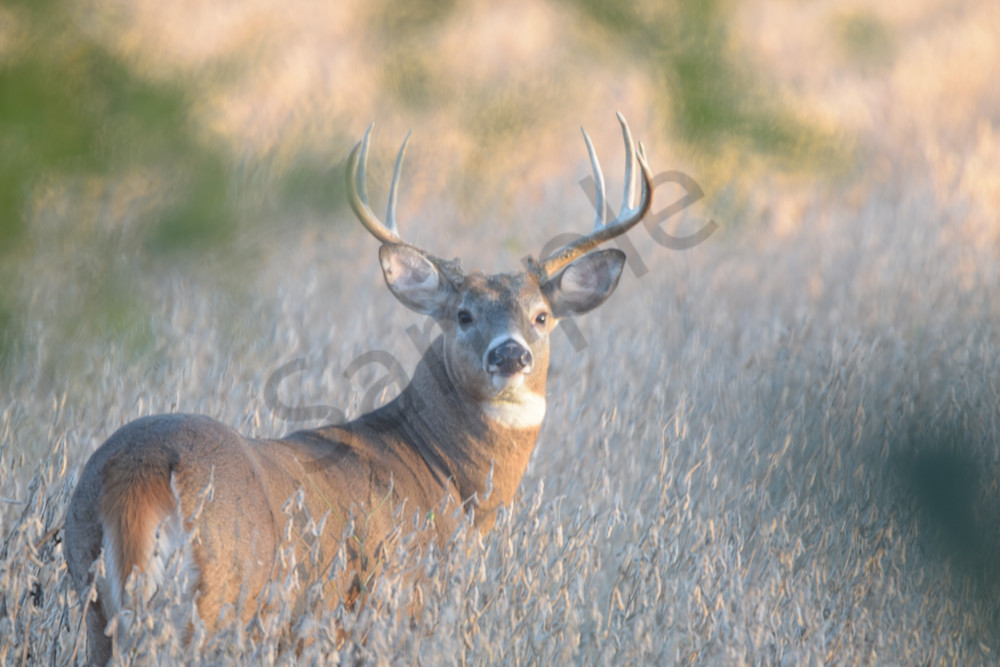 October 2024 999 Photography Art | Photos By Regan