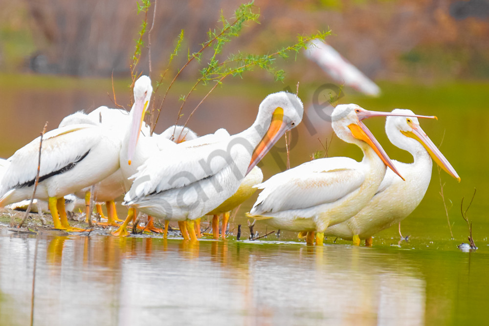 October 2025 73 Photography Art | Photos By Regan