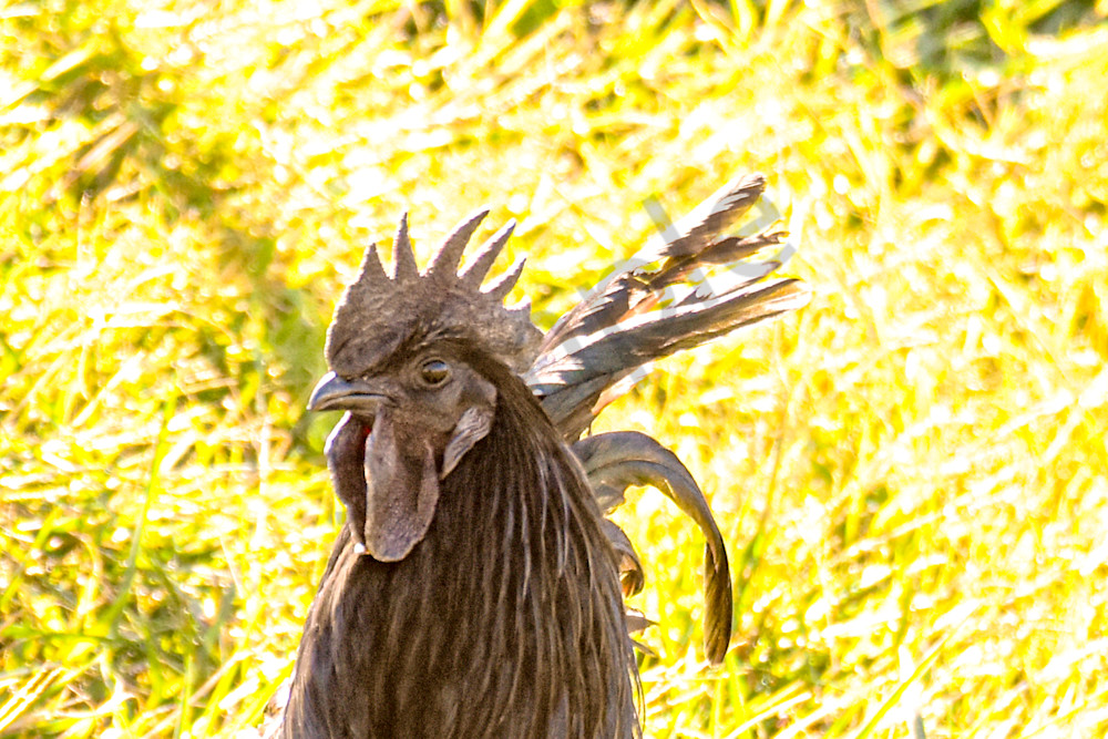 October 2025 596 Photography Art | Photos By Regan