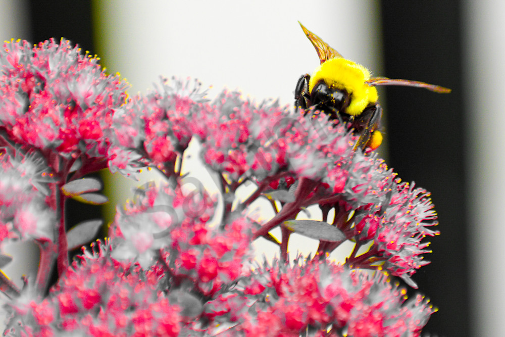 September 2024 135 Photography Art | Photos By Regan