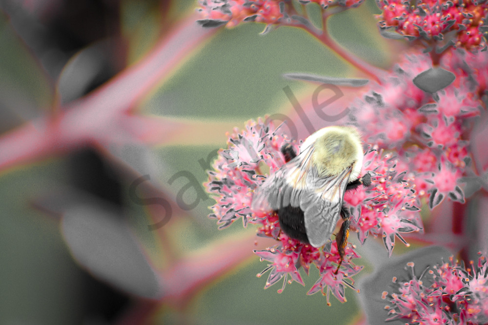 September 2024 145 Photography Art | Photos By Regan