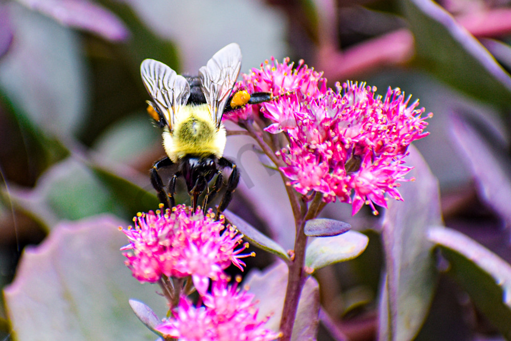 September 2024 146 Photography Art | Photos By Regan