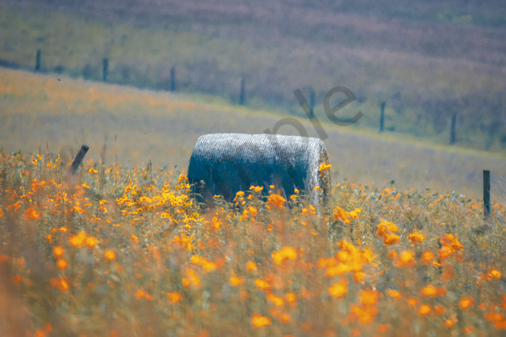 September 2024 275 Photography Art | Photos By Regan