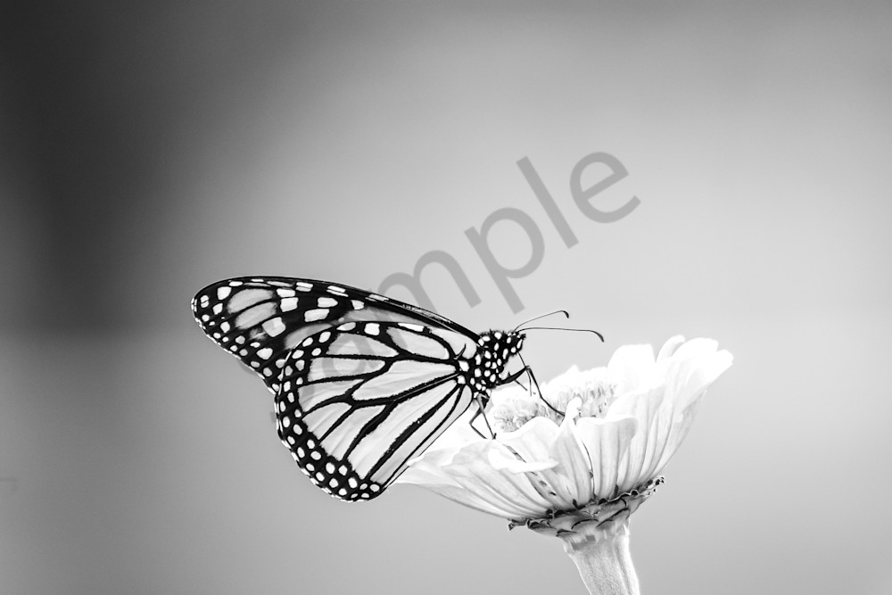 September 2025 1138 Photography Art | Photos By Regan