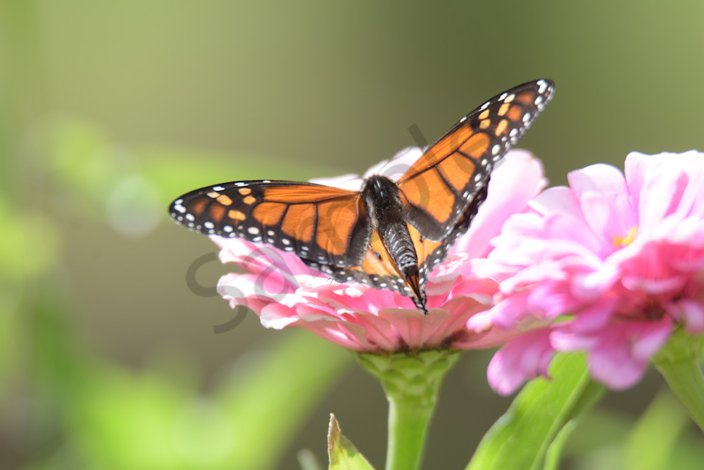 September 2025 1163 Photography Art | Photos By Regan