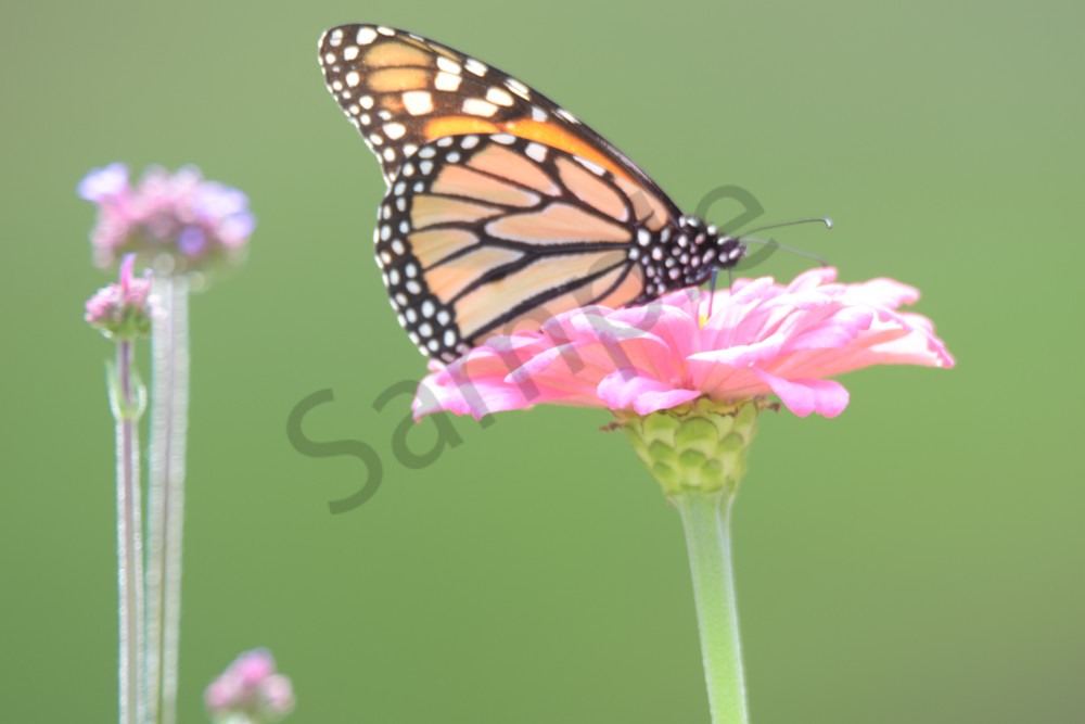 September 2025 1174 Photography Art | Photos By Regan