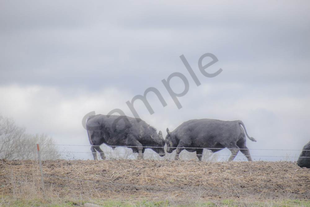 Osceola Farms 179 Photography Art | Photos By Regan