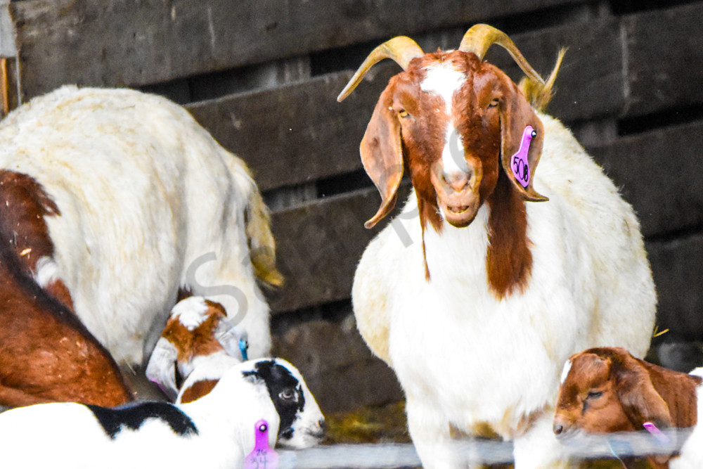 Osceola Farms 78 Photography Art | Photos By Regan