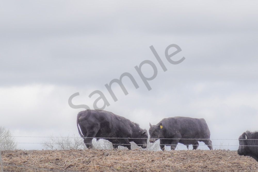 Osceola Farms 170 Photography Art | Photos By Regan