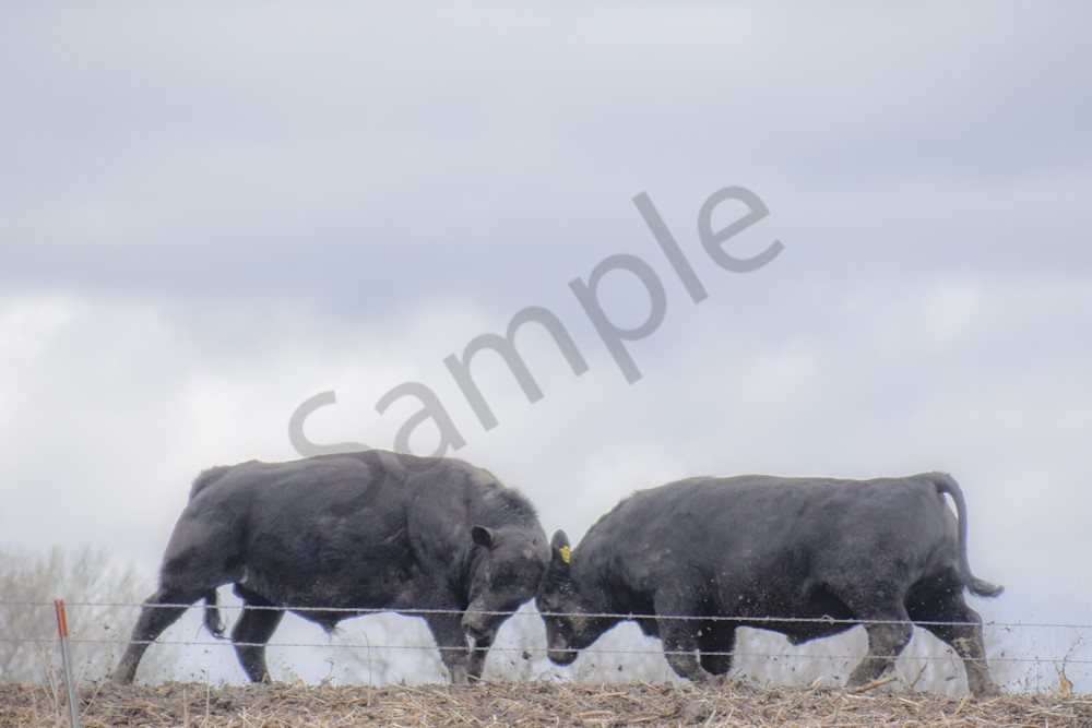 Osceola Farms 177 Photography Art | Photos By Regan