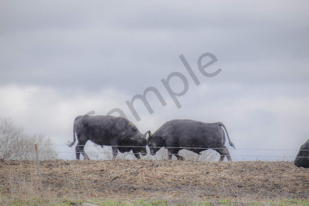 Osceola Farms 178 Photography Art | Photos By Regan